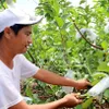 Farmer earns high income from guava trees planted in acid soils