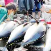 Declined tuna price affects fishermen