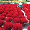 Incense making village gets busy as Tet draws near