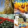 Vietnam's agriculture reaches highest growth in 7 years