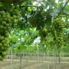 Grape gardens attract tourists