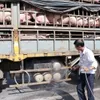 FAO did not call on Vietnam to declare a national emergency on African swine fever