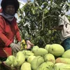 Mangoes grown under Vietgap standards achieve high sales