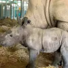 Two newborn rhinos in Phu Quoc island