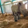 Two newborn rhinos in Phu Quoc island