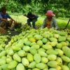 Vietnam officially begins mango exports to US