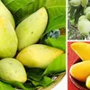 Vietnamese mangoes enter South Korean supermarkets