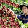Coffee industry strives to earn US$5 billion from export by 2030.