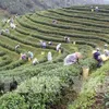 Thai Nguyen festival honours tea processing industry