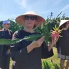 Binh Thuan launches tours to local dragon fruit gardens