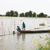 Flooding season arrives late in Mekong Delta