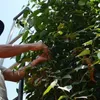 Vietnam’s pepper exports forecast to recover