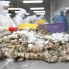 Shrimp exports see double-digit growth despite COVID-19 impact