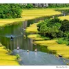 Tam Coc in early rice season