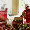 Vietnamese enterprises contribute to Vietnam - Australia trade