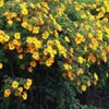 The vastness of Ba Vi National Park is lit up yearly during December by wild sunflowers.