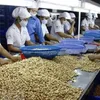 Vietnam remains world leading exporter of cashew nuts