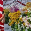 National Orchid Festival attracts 800 artisans