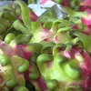 Export of dragon fruit by sea to be promoted