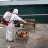 Actively responding to avian influenza