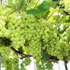 Vietnam becomes largest grape importer of RoK