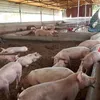 Vietnam strives to meet pork demand and stabilise prices