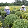 Mekong Delta farmers expect good harvest of Tet flowers