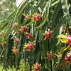 More than 1,000 dragon fruits exported by sea