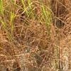 Mekong River Delta steps into a new saline intrusion period