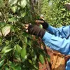 Removing difficulties for pepper production