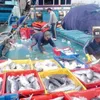 Khanh Hoa’s tuna fishermen net high profits