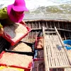 Quang Nam fishermen enjoy bumper shrimp season