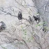 Black shanked douc langurs found in Ninh Thuan