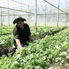 Soc Trang depends on efficient farming models to beat climate change