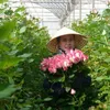 Lam Dong province sees sharp increase in flower export