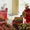 Vietnam’s red flesh dragon fruits favoured at Australian market