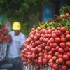 Removing difficulties for exporting lychee to Japan