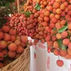 Vietnam, China hold conference to boost agricultural trade