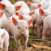 Vietnam to import live pigs to cut live hog prices at home