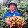 Bac Giang ready for consumption of lychee in 2020 season