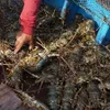 Measures needed to promote sustainable spiny lobster farming in Vietnam