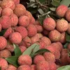 Vietnamese lychee sold at Singapore's supermarket chain