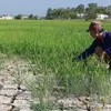 VND530 billion earmarked for drought, saltwater intrusion prevention in Mekong Delta region