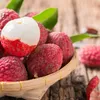 Vietnamese seedless lychees now available in UK market