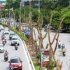 Vietnam nears target of one million green trees