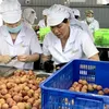 Hai Duong exports first batch of “thieu” lychee to Japan