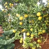 Vietnamese fruits reach out to the world