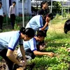 Japanese organisation provides aid to develop organic agriculture in Dong Thap