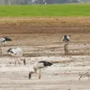 Dong Nai: Rare birds flock to Tri An Lake