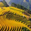 Festival exploring Mu Cang Chai terraced fields slated for August 29-October 18